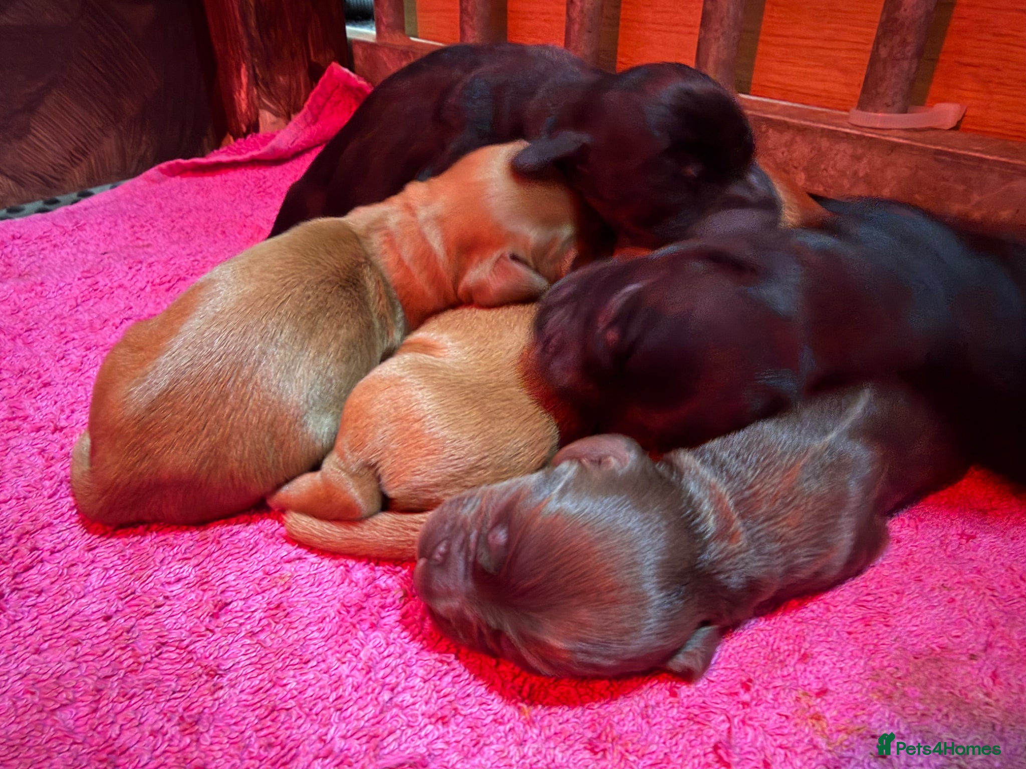 Cocker Spaniel dogs Working Cocker Pups Champion breeder  - Advert 14