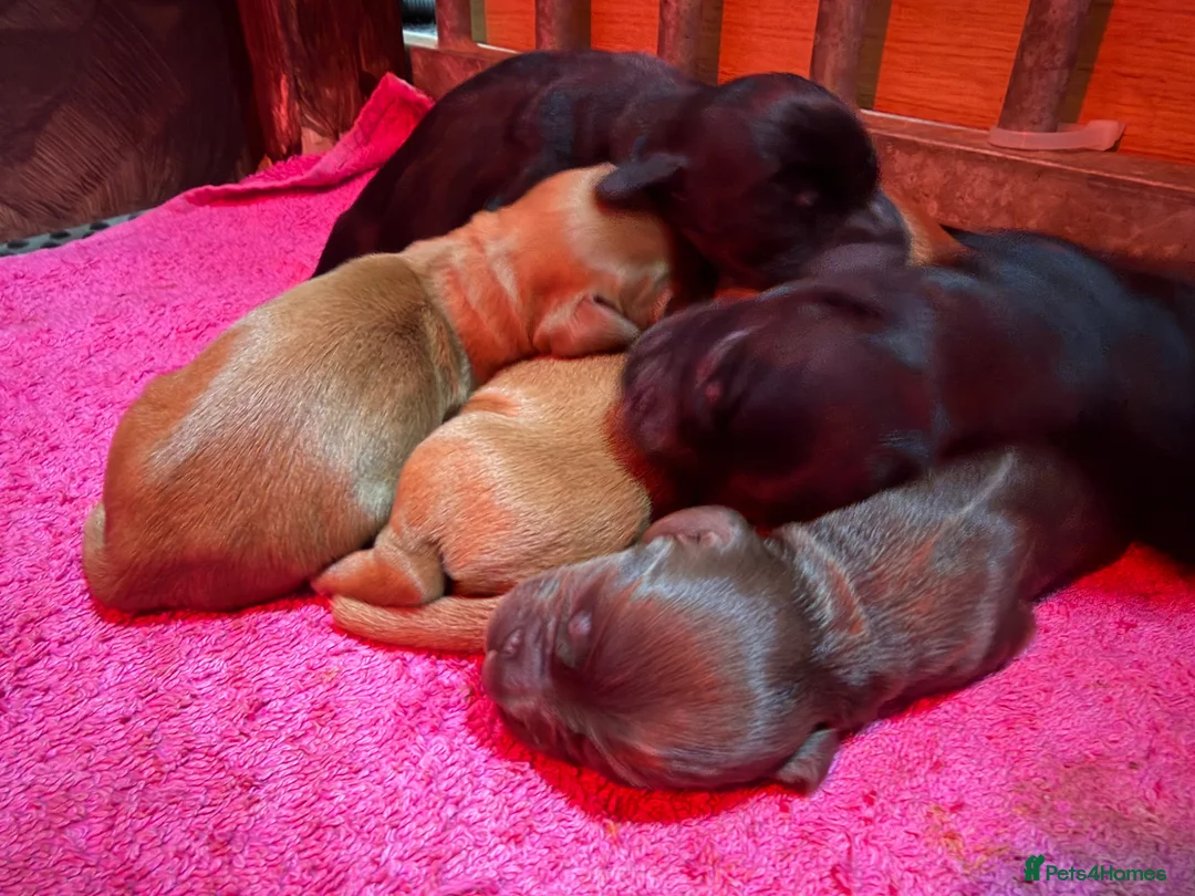 Cocker Spaniel dogs for sale: Working Cocker Pups Champion breeder  - Advert 1