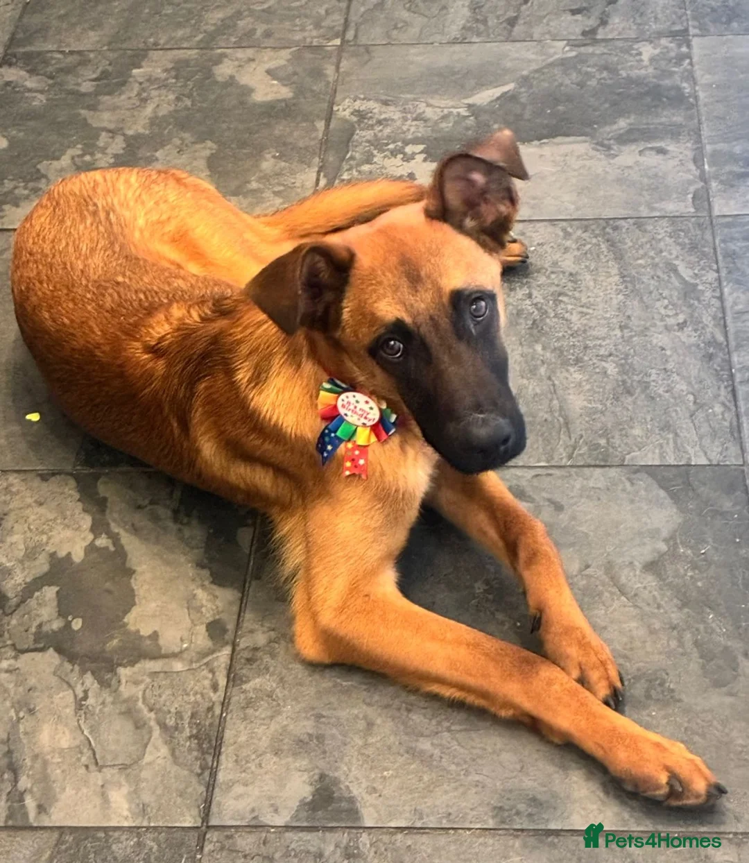 Mixed Breed dogs for adoption: Dakis - Advert 1