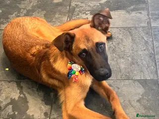 Mixed Breed dogs Dakis - Advert 1