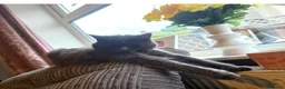 Maine Coon cats for sale: Beautiful Maine coon cross kittens - Advert 1