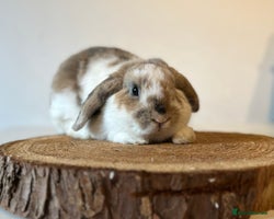 Mini Lop rabbits Adult buns looking for forever homes - Advert 2