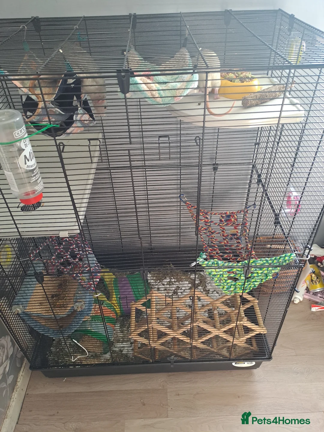 Rat rodents for sale: 3 male rats in Norwich - Advert 2
