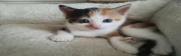 Mixed Breed cats for sale: 2 girl mixed breed beautiful kittens in Bournemouth - Advert 2