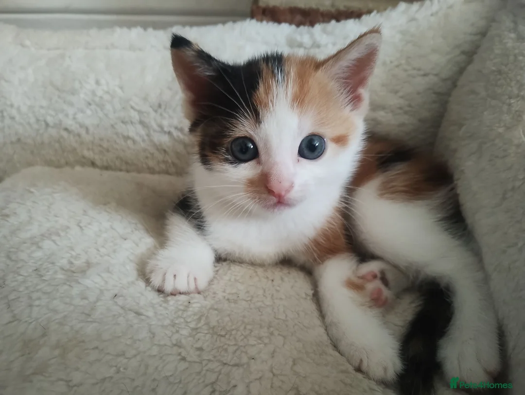 Mixed Breed cats for sale: 2 girl mixed breed beautiful kittens in Bournemouth - Advert 2