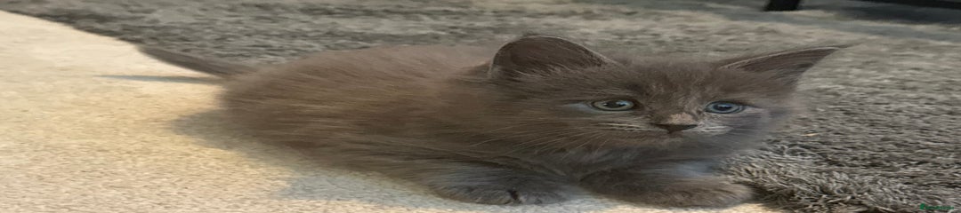 Male Grey