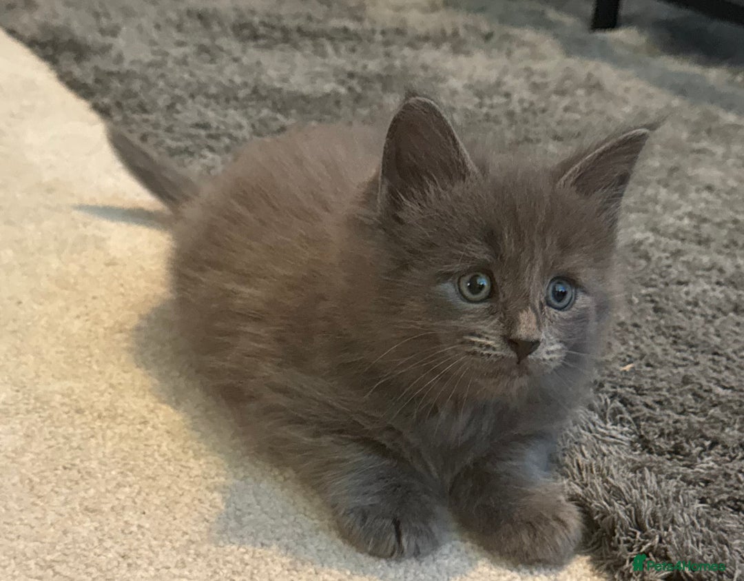 Maine Coon cats for sale:  Adorable Ragdoll x Maine Coon Kittens  - Image 3