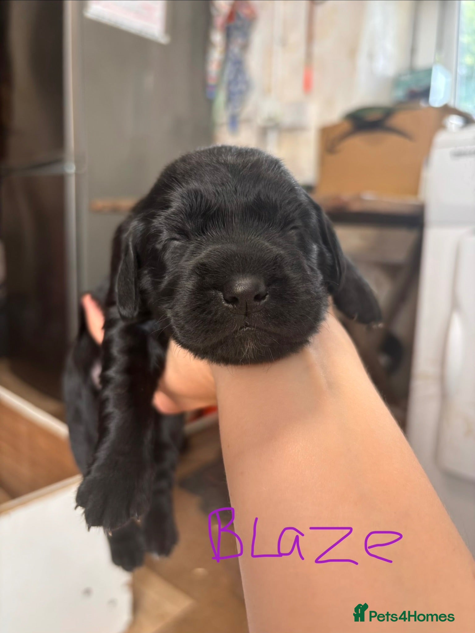 Springador dogs Stunning Springador Pups,super for family/working  - Advert 1