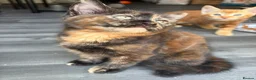 Mixed Breed cats for sale: Adorable Kittens Looking for Loving Homes!  - Advert 9