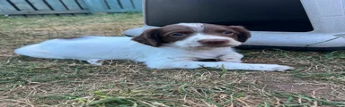 English Springer Spaniel 2