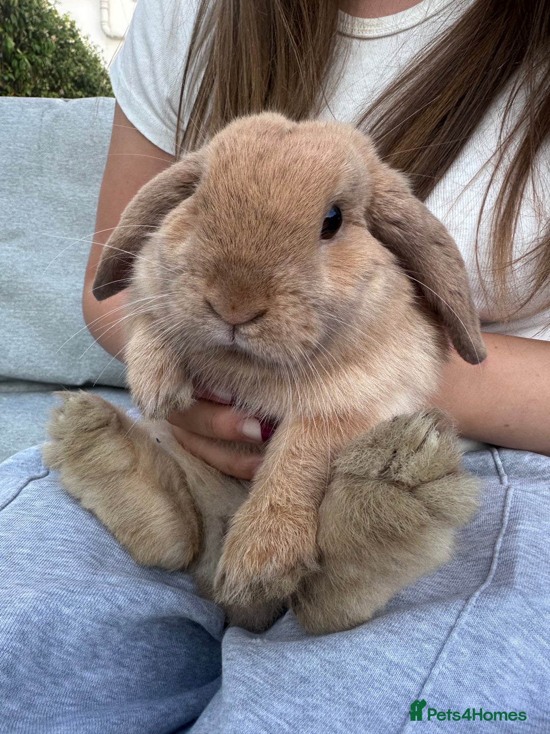 Mini Lop rabbits for sale: 2x Gorgeous mini lops sadly needing to be rehomed  - Image 5