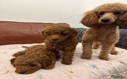 Miniature Poodle dogs for sale: Puppies-miniature poodle - Advert 6