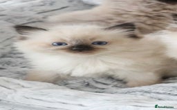 Ragdoll cats for sale: INDOOR FULL PEDIGREE RAGDOLL KITTENS - Image 30