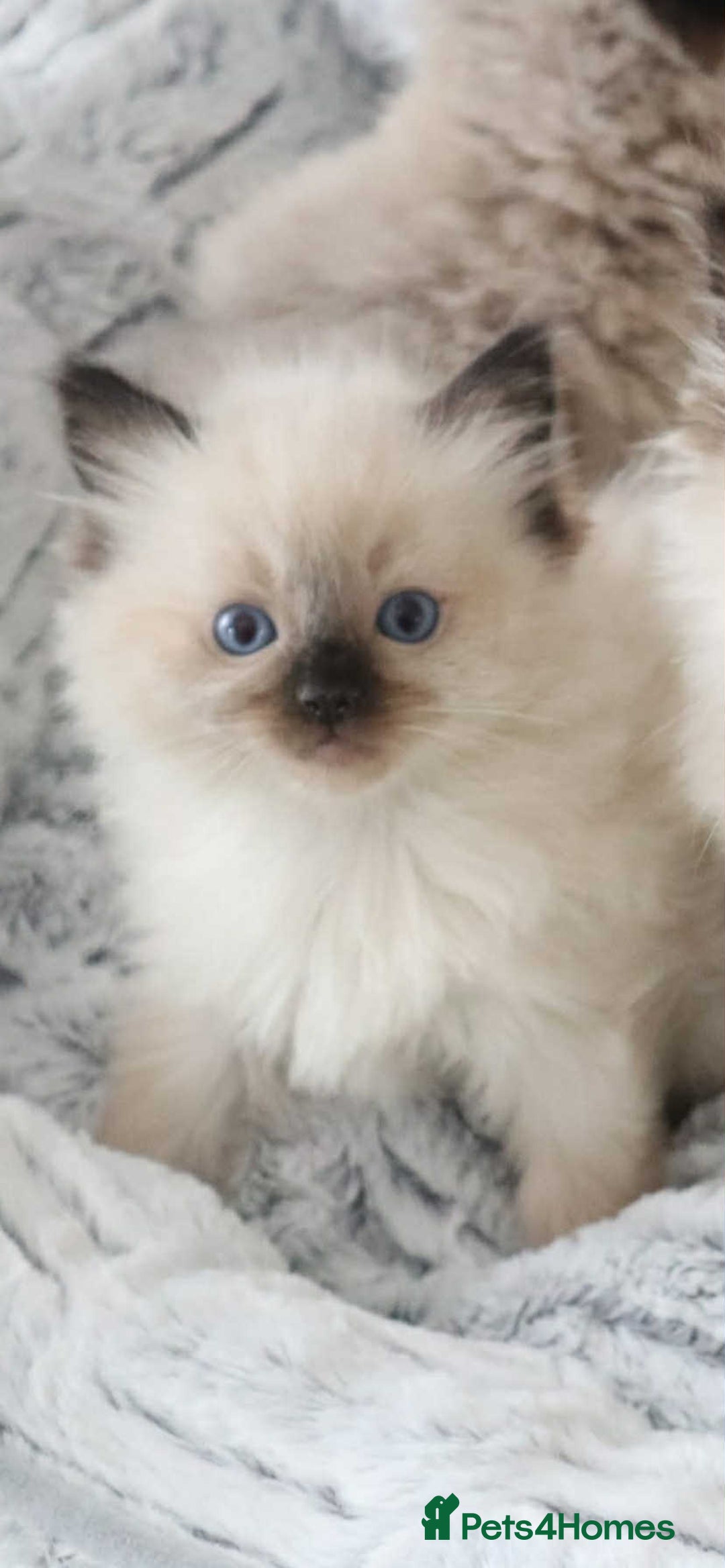 Ragdoll cats for sale: INDOOR FULL PEDIGREE RAGDOLL KITTENS - Image 30
