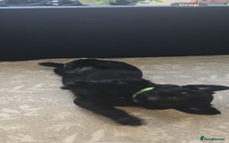 Goldador dogs for sale: Goldador x Labrottie Miniature Puppies for Sale - Advert 25