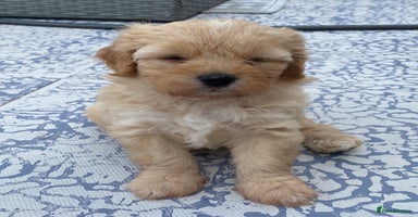 Cavapoo dogs - Advert 10