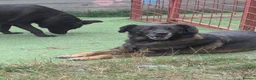 Mixed Breed dogs for adoption: Bruce & Kal - Advert 3