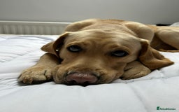 Labrador Retriever dogs for stud: Golden Lab for stud in Norfolk in Norwich - Image 9