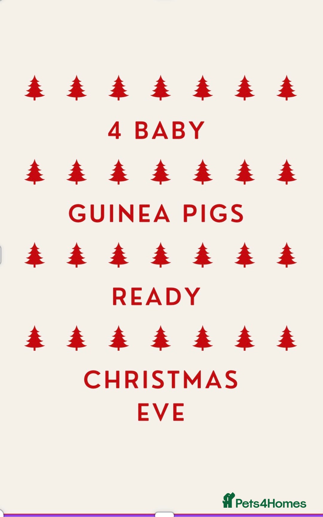 Guinea Pig rodents for sale: 4 baby Guinea pigs ready to collect Christmas Eve  - Advert 1