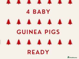 Guinea Pig rodents 4 baby Guinea pigs ready to collect Christmas Eve - Advert 1