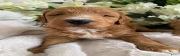 Australian Labradoodle dogs for sale: DNA TESTED AUSTRALIAN LABRADOODLE PUPPIES  - Advert 3