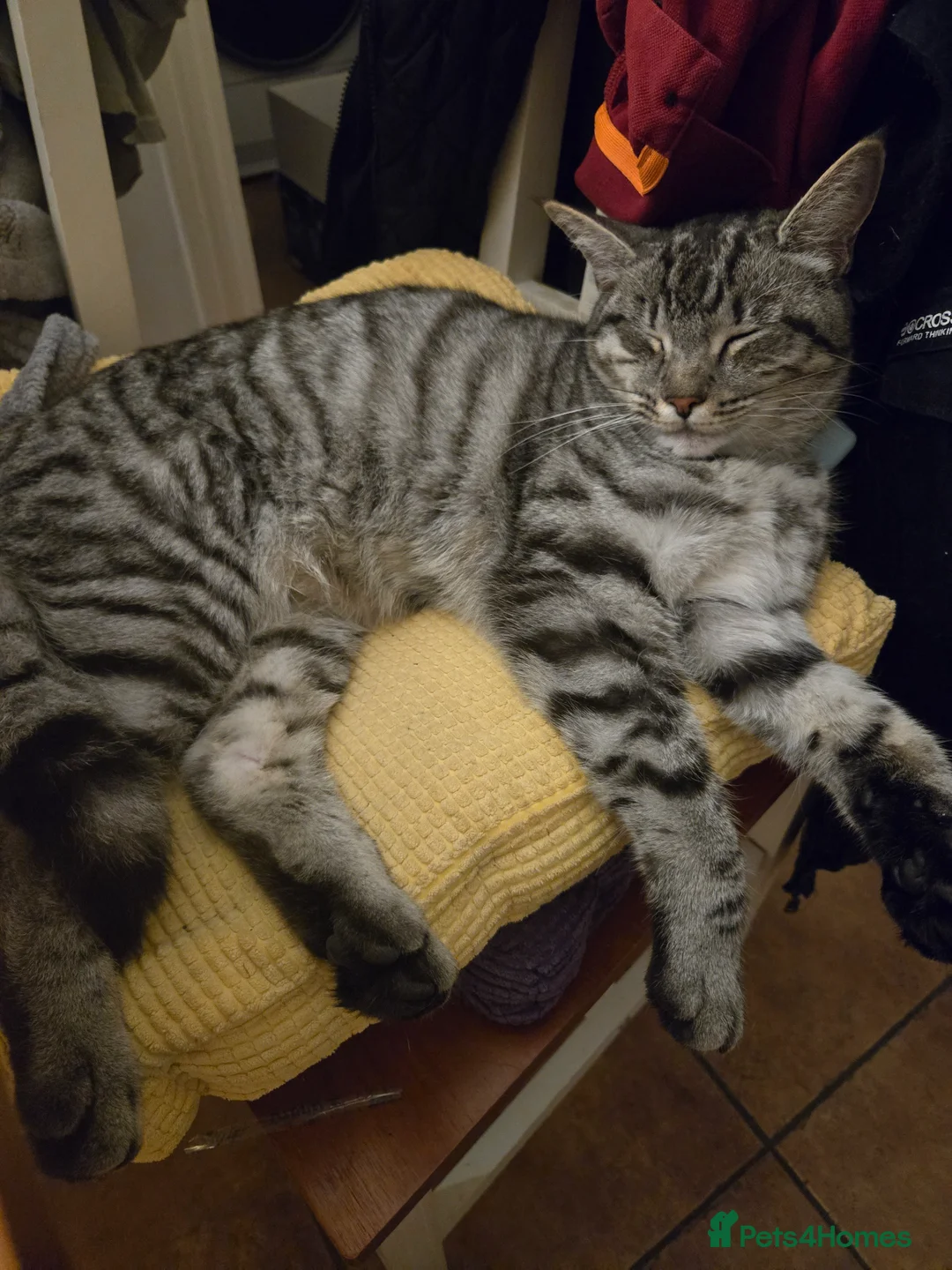 Mixed Breed cats for sale: 2 Maine Coone / Mixed Breed cats - Advert 20