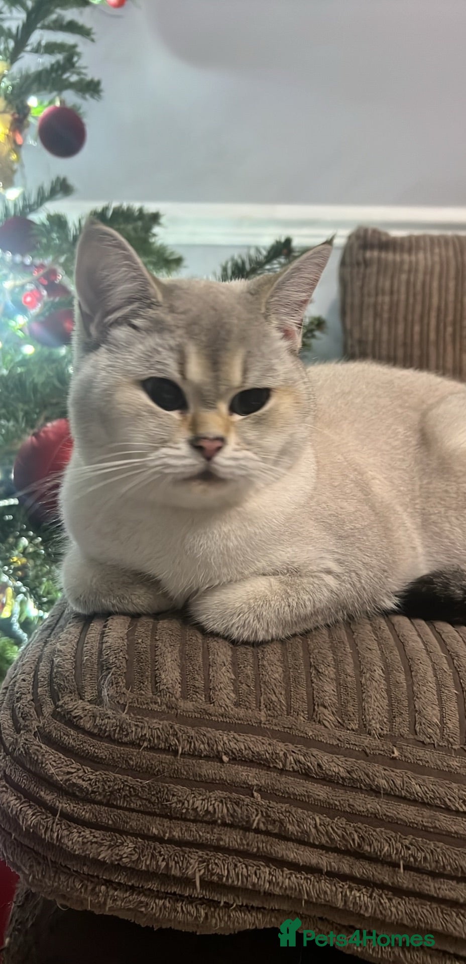 British Shorthair cats 4 British shorthairs for sale - Advert 8