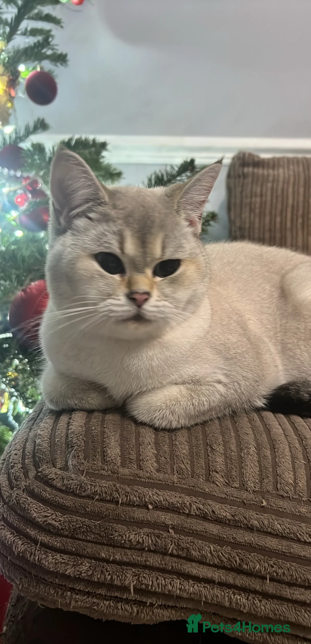 British Shorthair cats for sale: 4 British shorthairs for sale - Advert 1