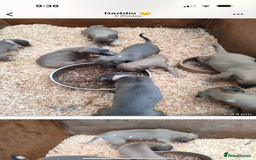 Whippet dogs for sale: Whippet pups  - Image 5