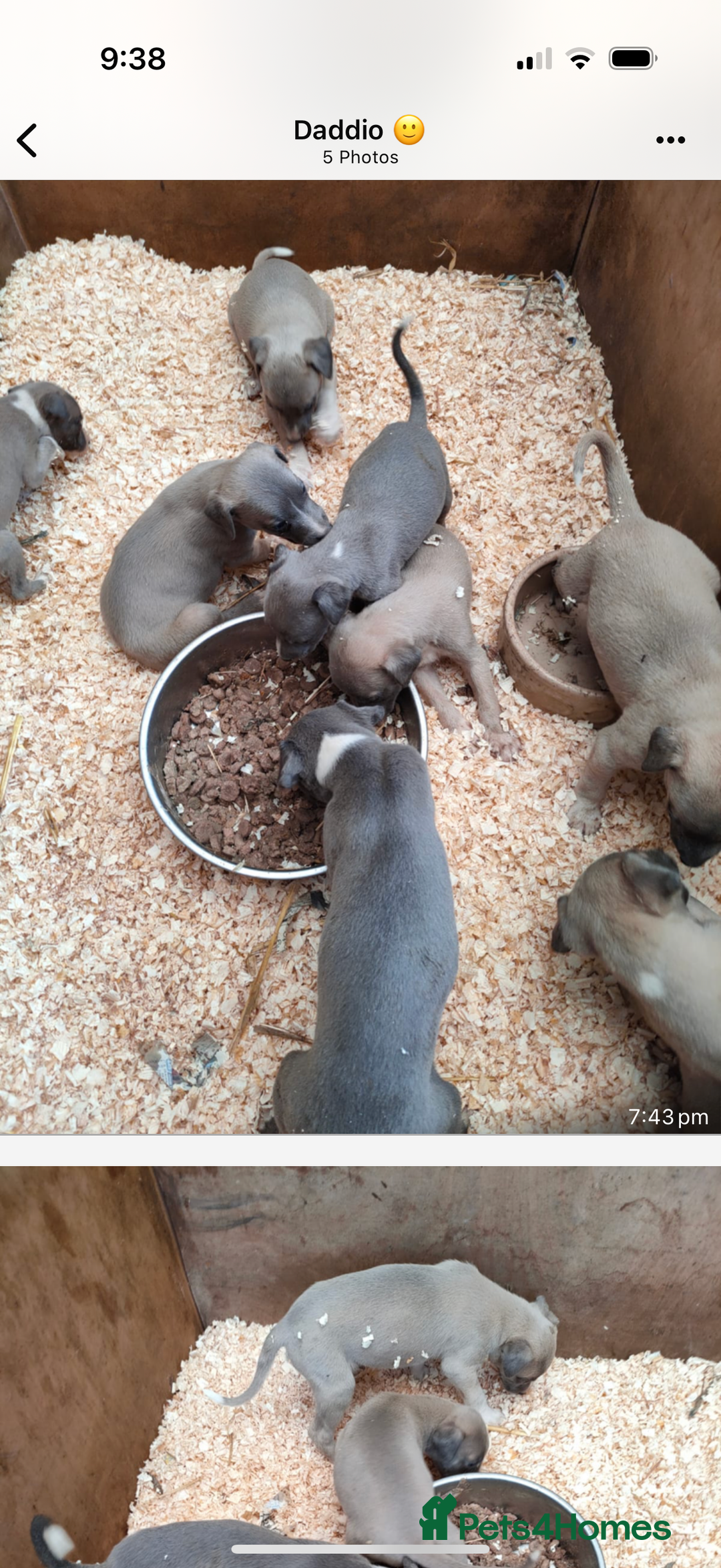 Whippet dogs for sale: Whippet pups  - Image 5