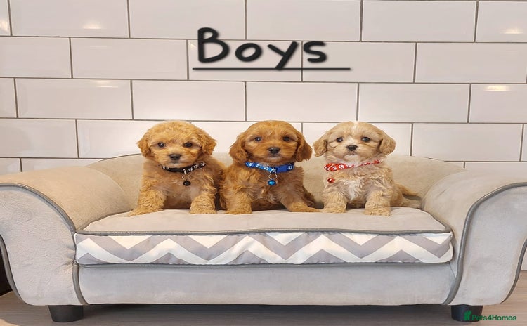 Cavachon dogs - Advert 1