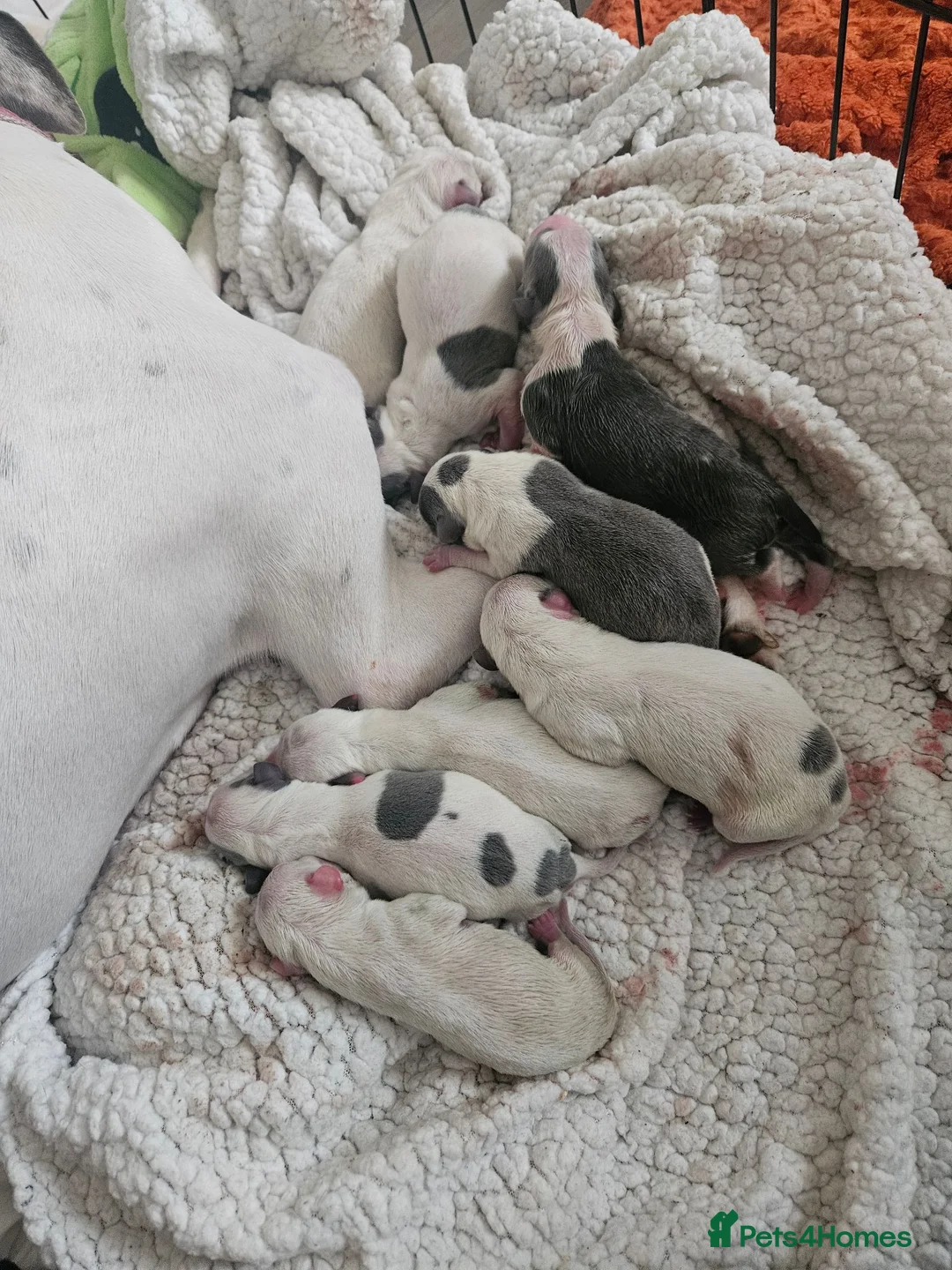 Mixed Breed dogs for sale: Whippet/ blue staffy puppies  in Chester-le-Street - Advert 2
