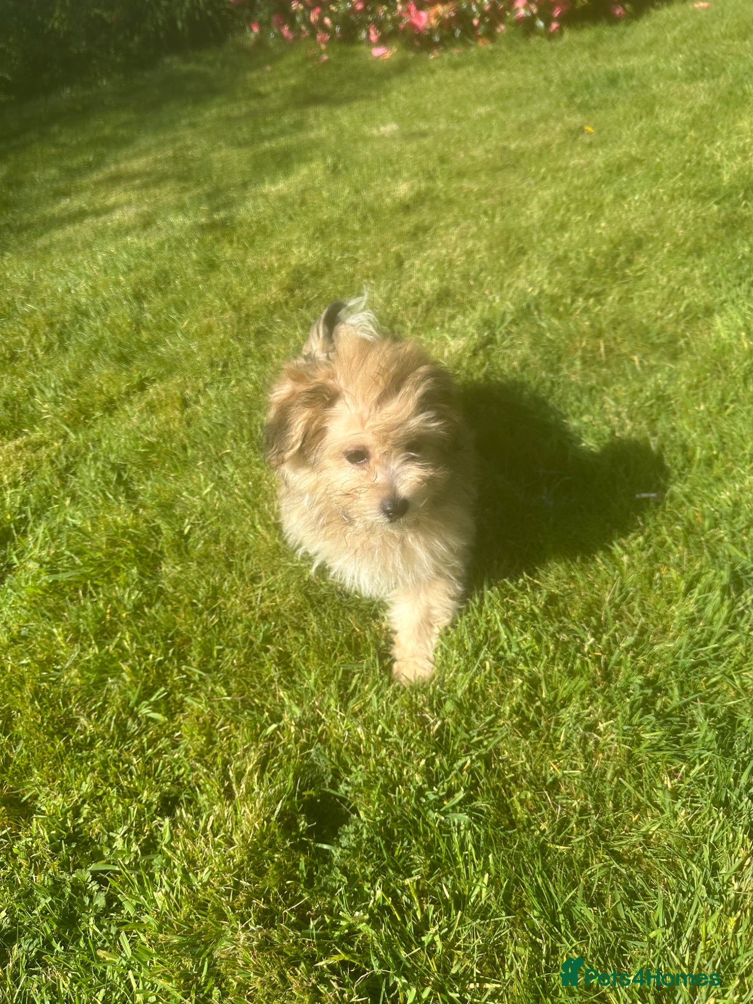 Mixed Breed dogs Pomchon huggy bear - Advert 3