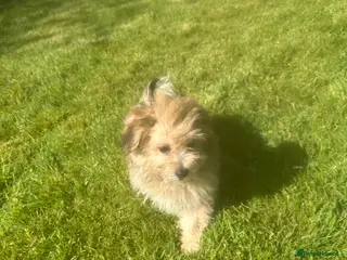 Mixed Breed dogs Pomchon huggy bear - Advert 3