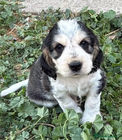 Cocker Spaniel dogs Amazing 5 Star KC Show Cocker Spaniels - Advert 2