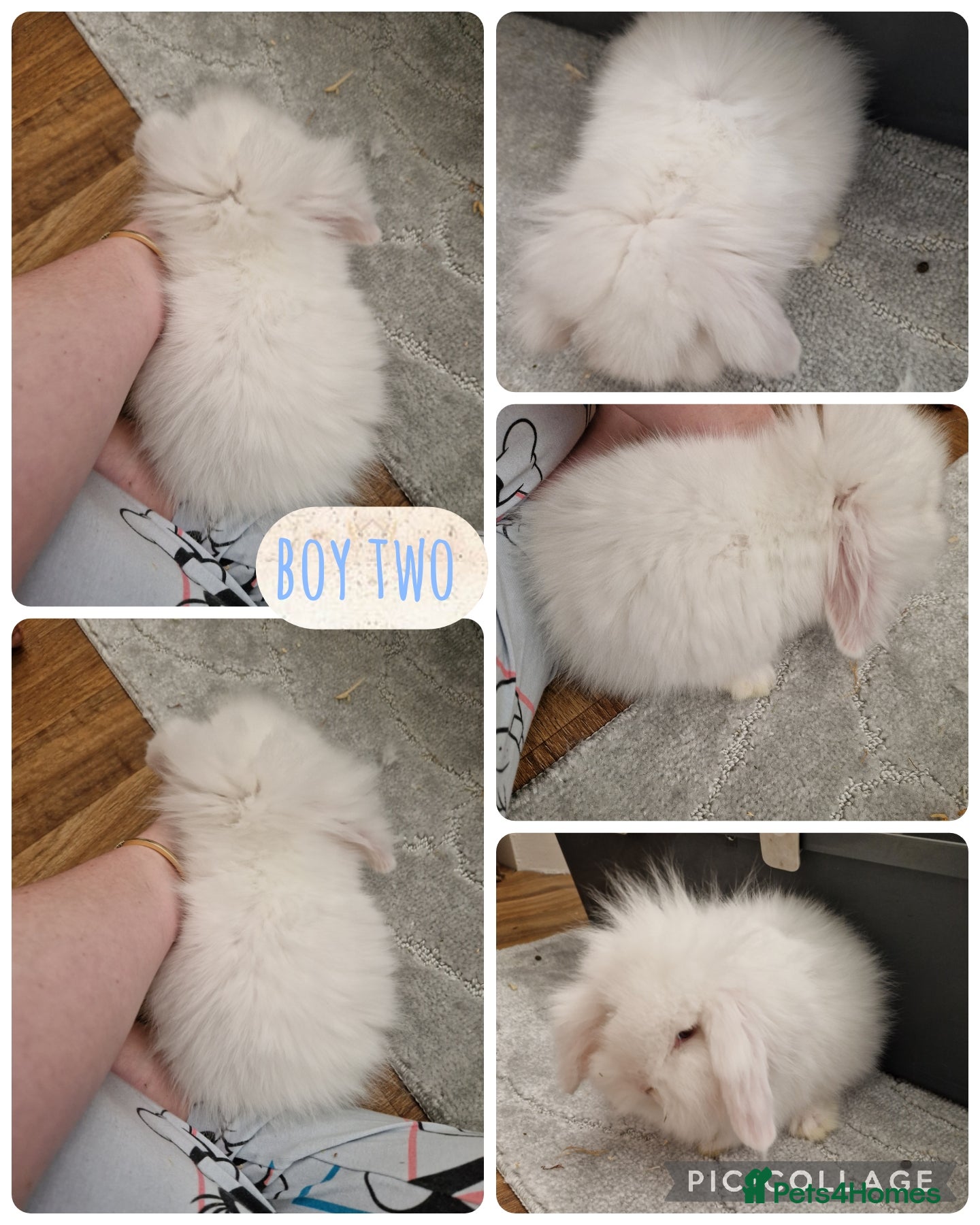 Mini Lion Lop rabbits 2 beautiful little bucks ready to go  - Advert 7