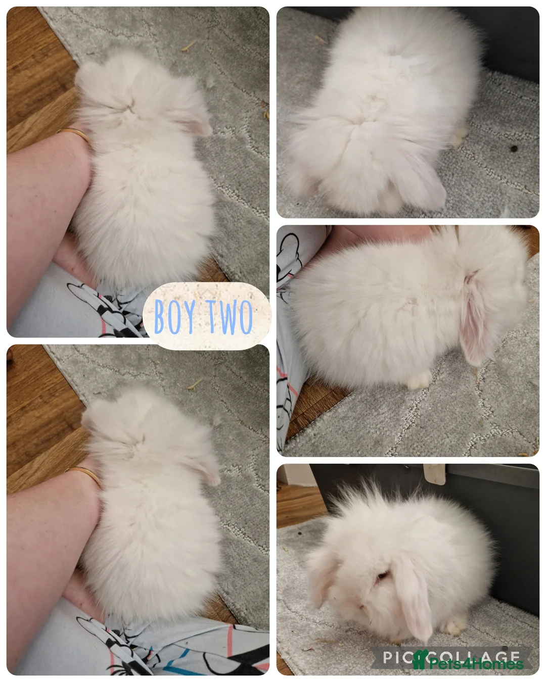 Mini Lion Lop rabbits for sale: 2 beautiful little bucks ready to go  - Advert 1