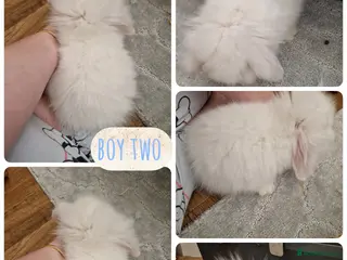 Mini Lion Lop rabbits 2 beautiful little bucks ready to go - Advert 1