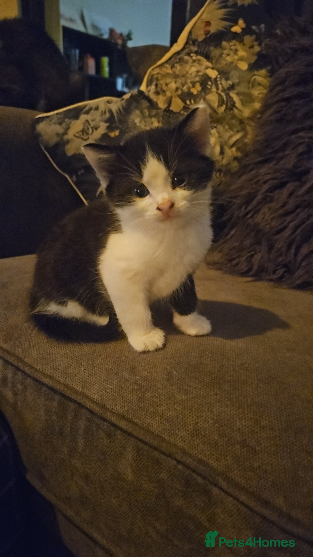 Mixed Breed cats for sale: 4 beautiful mixed kittens  - Image 5