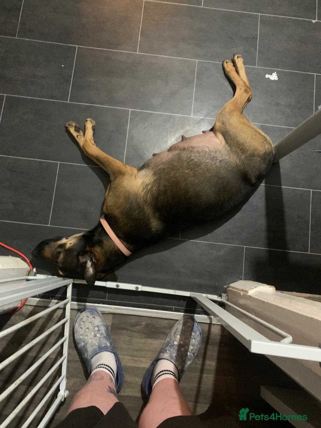 Mixed Breed dogs for sale: Big mixed family dogs  - Image 1