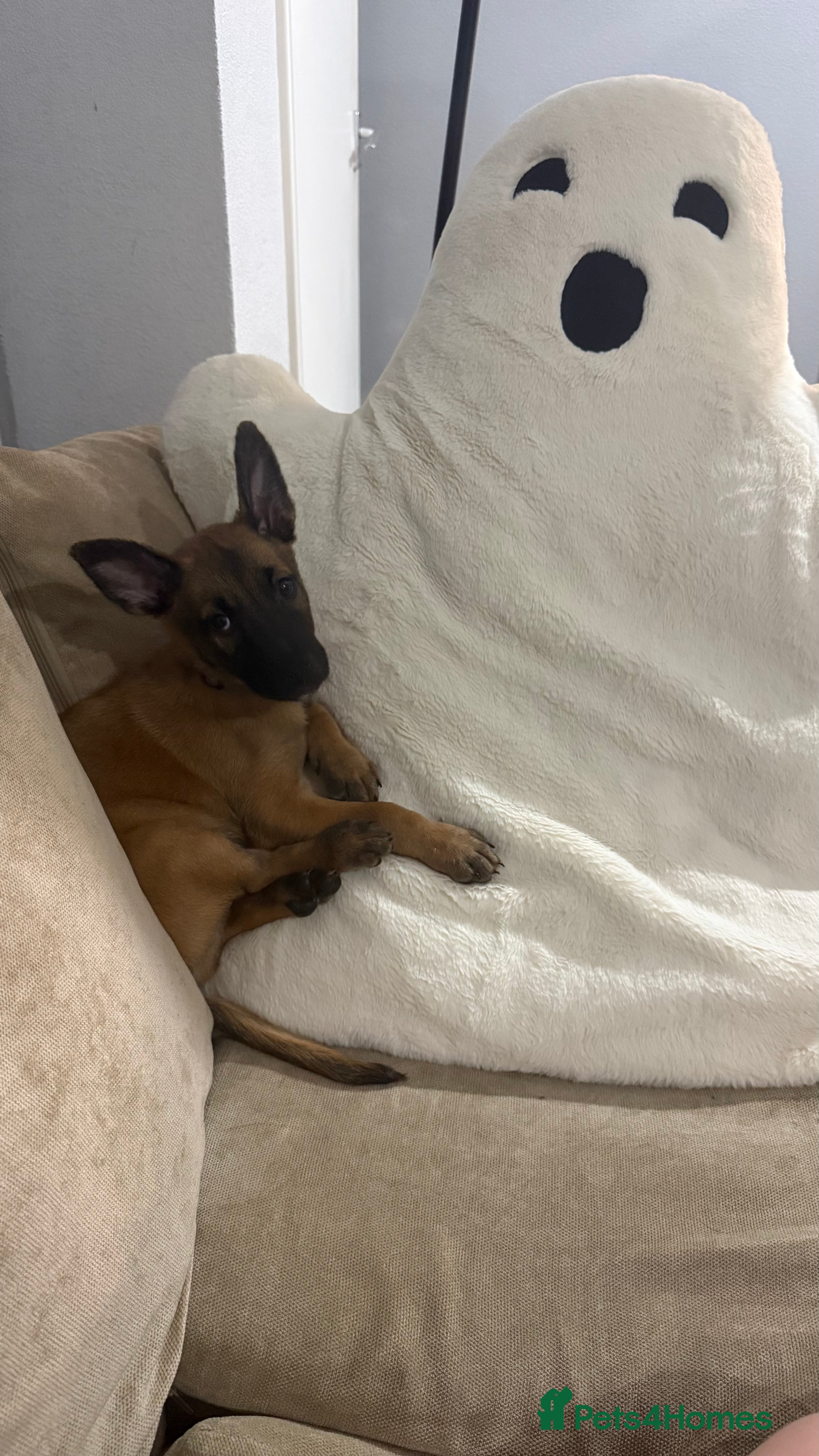 Belgian Shepherd Dog dogs 8 week old Belgian Malinois - Advert 1