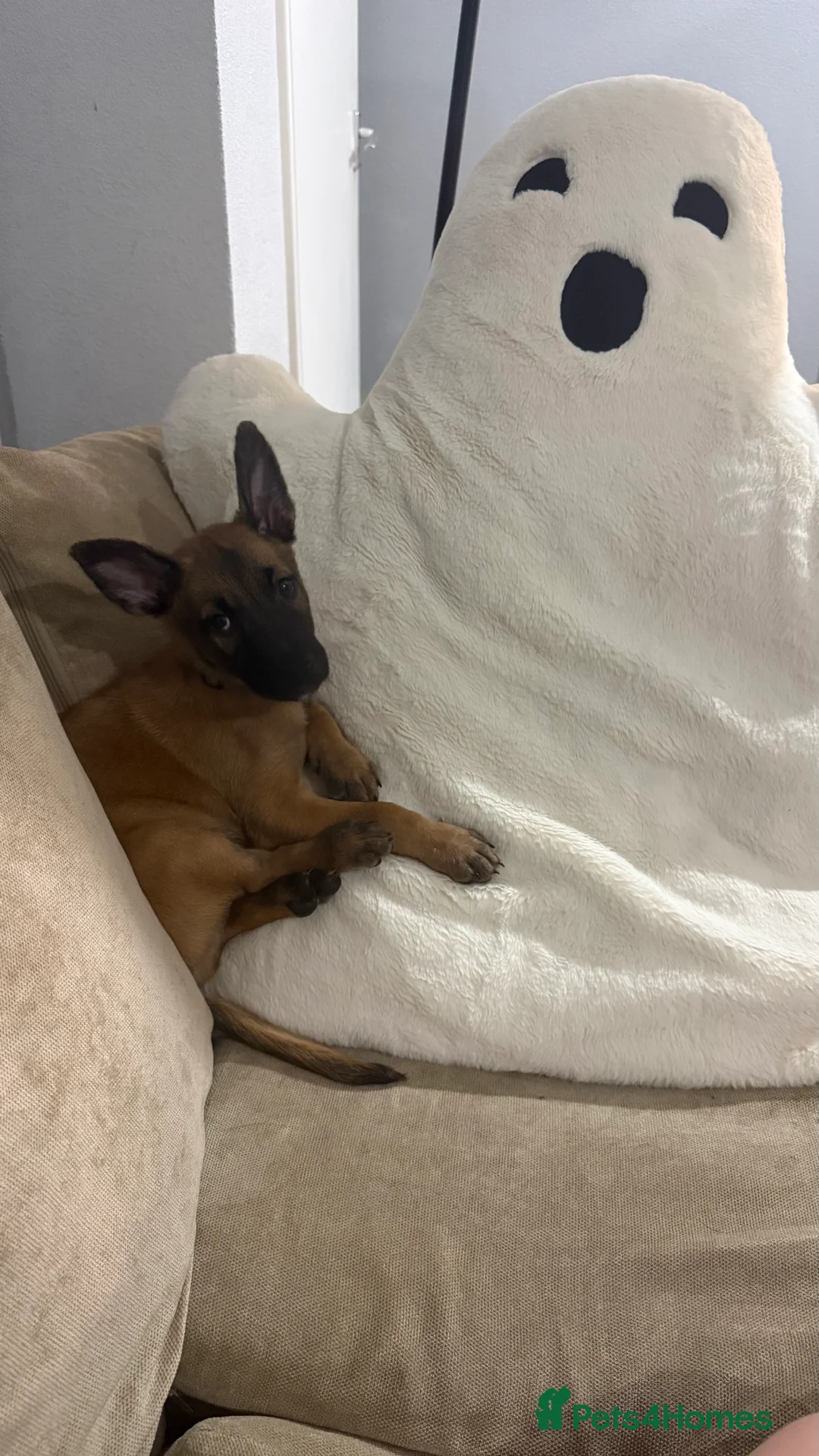 Belgian Shepherd Dog dogs for sale: 8 week old Belgian Malinois in Letchworth Garden City - Advert 1