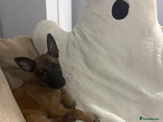 Belgian Shepherd Dog dogs 8 week old Belgian Malinois - Advert 1