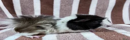 Guinea Pig rodents for sale: Female guinea pigs  - Advert 1