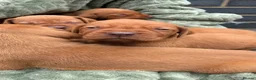 Hungarian Vizsla dogs for sale: 🐶Adorable KC Vizsla Puppies heart 💗🩵 in Machynlleth - Advert 23