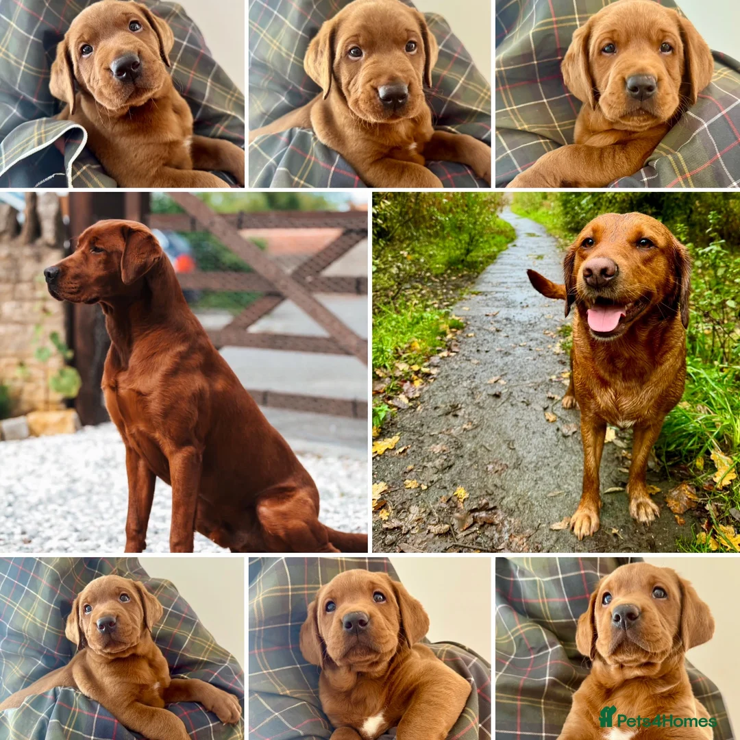 Labrador Retriever dogs for sale: Darkest mahogany fox red labrador puppies for sale - Advert 1