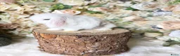 Mini Lop rabbits for sale: MINI LOPS | PEDIGREE  - Advert 7