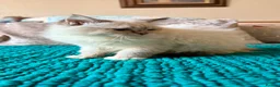 Ragdoll cats for sale: Beautiful, Adorable & Friendly Ragdoll Kitten  - Advert 10