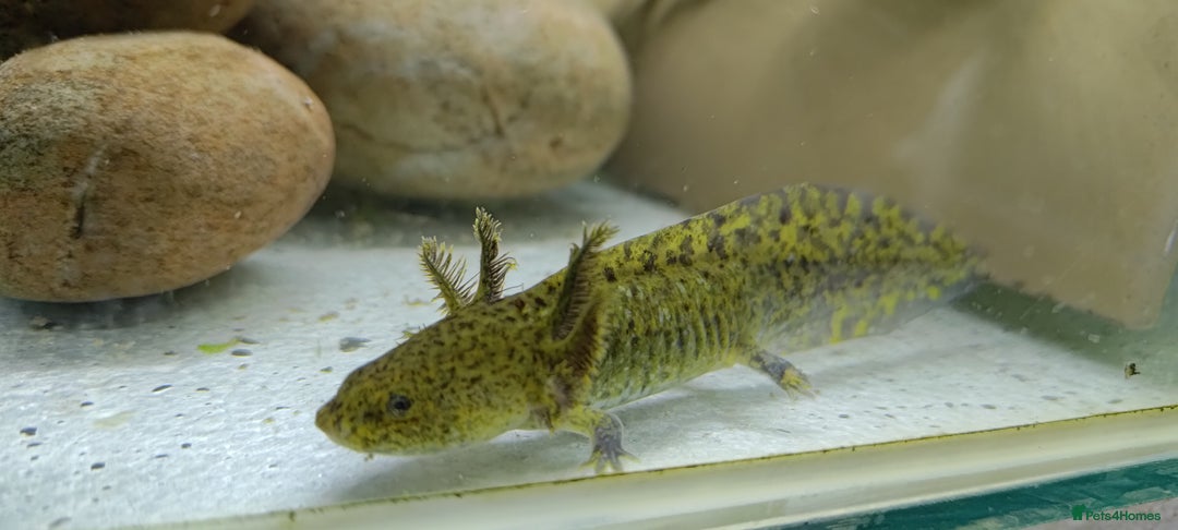 Other/Mixed Breed fish for sale: Axolotls, mixed colours in Edinburgh - Image 3