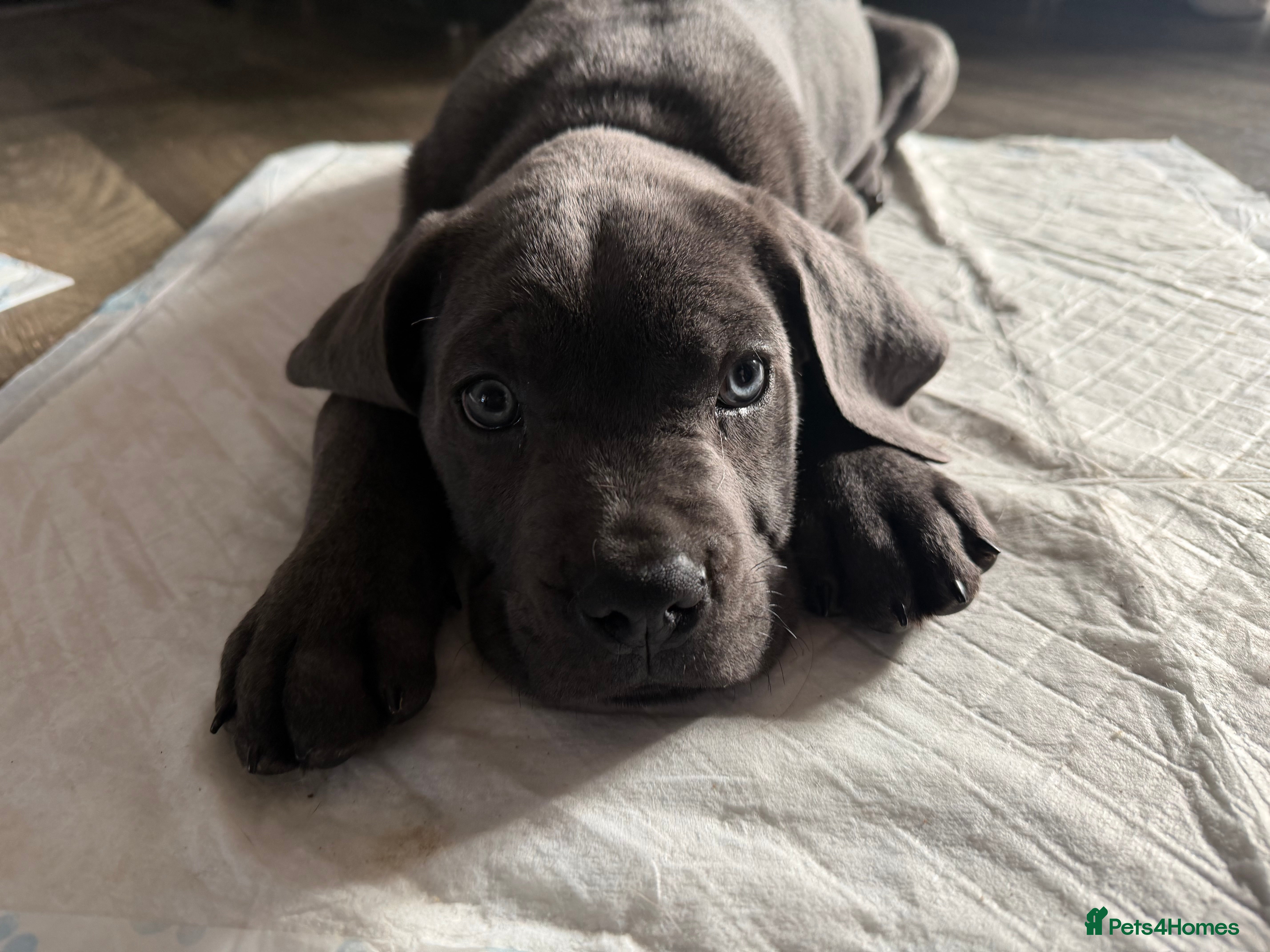 Cane Corso dogs **LAST PUPPY** Beautiful chunky Cane Corso - Advert 4